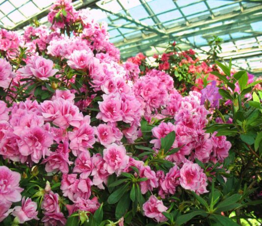 Зимове диво в ботанічному саду