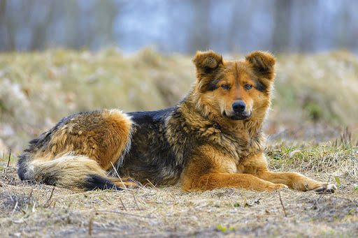 «Вся морда в крові і кинувся на поліцейського». Як в Запоріжжі йдуть справи з нападом агресивних собак на людей