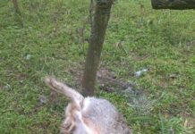 На Хортиці браконьєри встановили більше 30 пасток. Тварини постраждали