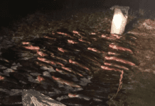 В Запорізькій області затримали рибалку браконьєра. Завдано понад 30 тисяч збитків