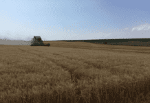 Як в Сахарі. Чому Запорізькій області загрожують посухи