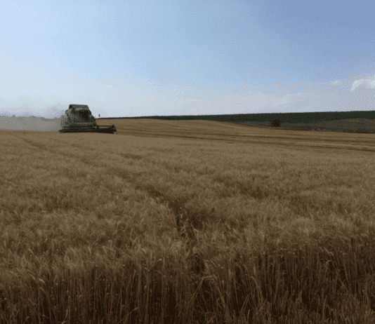 Як в Сахарі. Чому Запорізькій області загрожують посухи