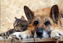 Собачники проти сусідів або сусіди проти собак? Чому почастішали отруєння тварин в Запоріжжі