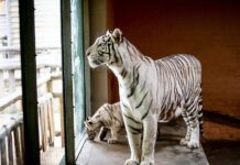 Зоопарки Запоріжжя і Запорізької області