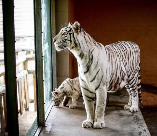 Зоопарки Запоріжжя і Запорізької області