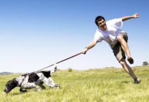 Епопея з будівництвом муніципальних майданчиків для вигулу собак в Запоріжжі