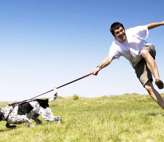 Епопея з будівництвом муніципальних майданчиків для вигулу собак в Запоріжжі