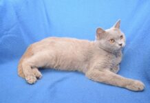 Як живуть коти у запорізькому притулку