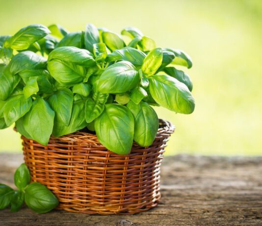 Купуємо найкраще насіння базиліка в інтернет-магазині LETO