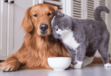 Допомога чотирилапим: як запоріжцям правильно нагодувати тварин, які тривалий час були без їжі