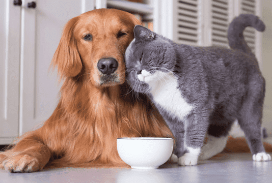 Помощь четырехлапым: как запорожцам правильно накормить животных, которые длительное время без пищи