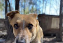 Взаємна виручка. Як запорожці можуть допомогти пухнастим друзям?