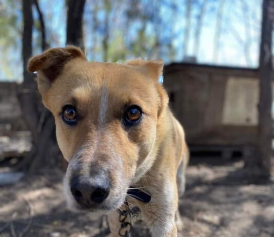 Взаємна виручка. Як запорожці можуть допомогти пухнастим друзям?