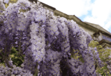 Запоріжжя в цвіті: які рослини навесні радують городян своїм цвітінням