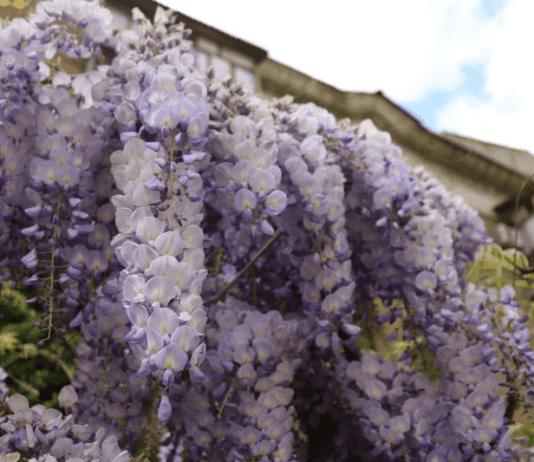 Запоріжжя в цвіті: які рослини навесні радують городян своїм цвітінням