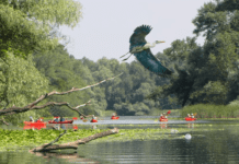 Пернаті жителі Хортиці