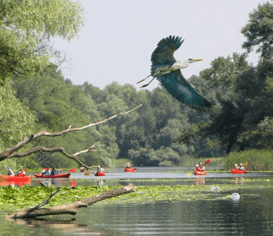 Пернаті жителі Хортиці