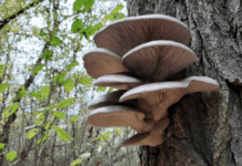 Що потрібно знати про їстівні та отруйні гриби мешканцям Запоріжжя