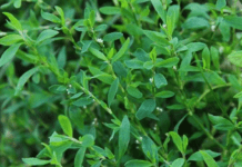 В гармонії з природою: які рослини можна зустріти у Запоріжжі