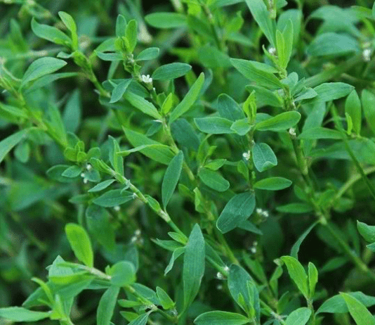 В гармонії з природою: які рослини можна зустріти у Запоріжжі