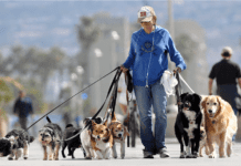 Домашні улюбленці в парках Запоріжжя: яким породам собак сьогодні віддають перевагу запоріжці?