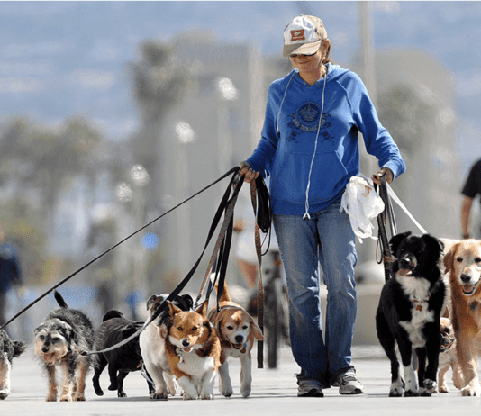 Домашні улюбленці в парках Запоріжжя: яким породам собак сьогодні віддають перевагу запоріжці?