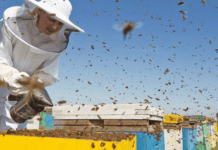 Історія запорізької школи бджолярів