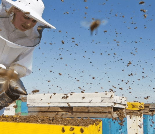 История запорожской школы пчеловодов