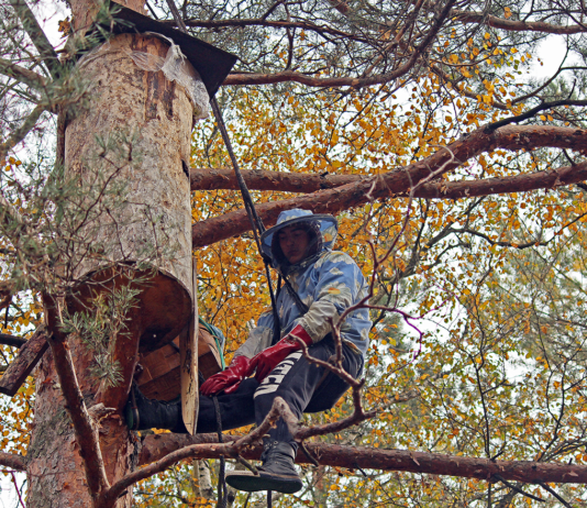 Як наші предки займалися бортництвом у регіоні