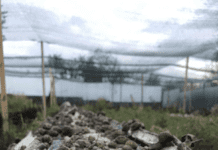 “Zap.Ravlik”: історія равликової ферми