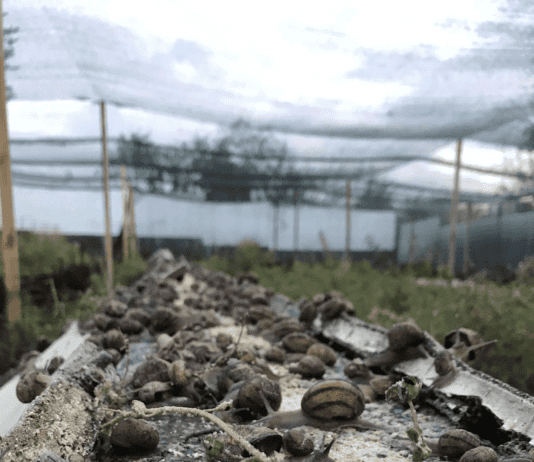 “Zap.Ravlik”: історія равликової ферми