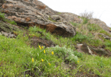 Найпопулярніші рослини Запорізького краю