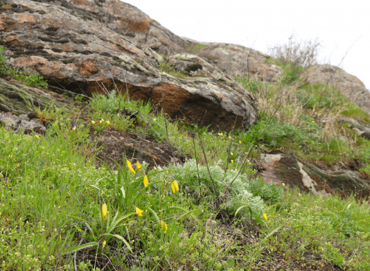 Найпопулярніші рослини Запорізького краю