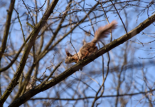Рідкісні скарби природи: тварини Запорізької області у Червоній книзі України