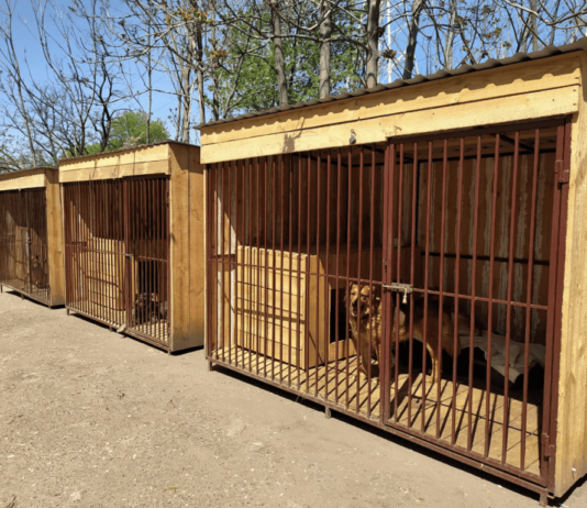 Найкращі притулки для тварин у Запоріжжі