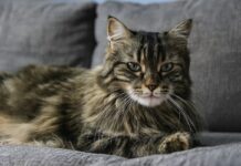 Великі коти з добрим серцем: особливості догляду та виховання