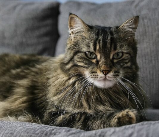 Крупные кошки с добрым сердцем: особенности ухода и воспитания